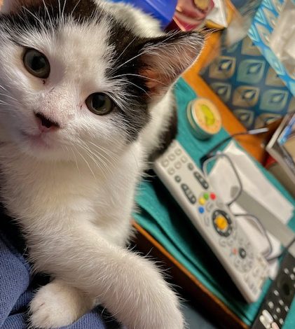 Kitten