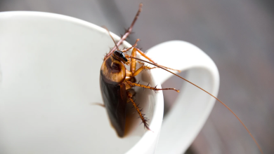 Photo of Wet weather and rising temperatures bring unwanted pests inside