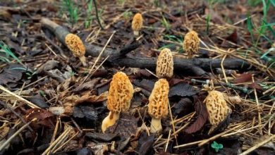 Photo of Mushroom time in the Ozarks: It’s time for morels!