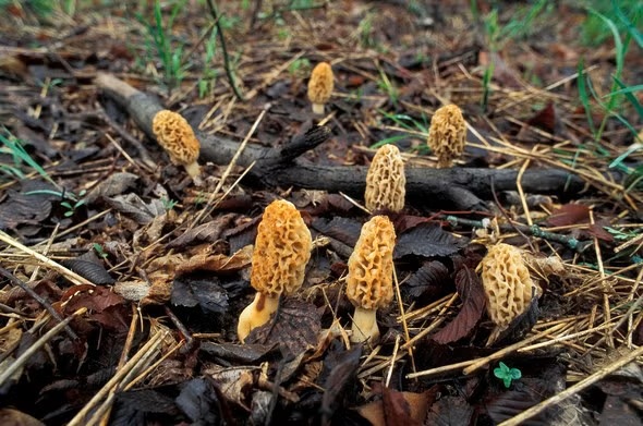 Mushroom