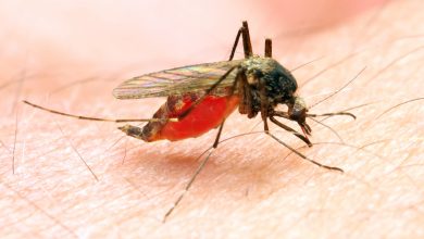 Photo of Health Department to begin fogging to control mosquitos within Joplin