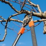 Tree snip