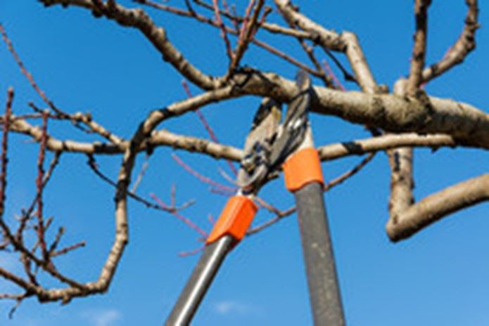 Tree snip