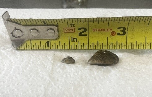 Zebra mussels